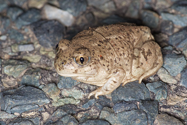 Chihuahuan Desert Spadefoot (Spea multiplicata stagnalis)