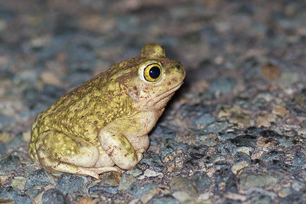 Couch’s Spadefoot (Scaphiopus couchii)