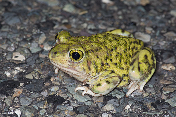 Couch’s Spadefoot (Scaphiopus couchii)