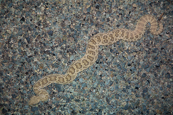 Prairie Rattlesnake (Crotalus viridis)