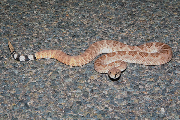 Western Diamond-backed Rattlesnake (Crotalus atrox)