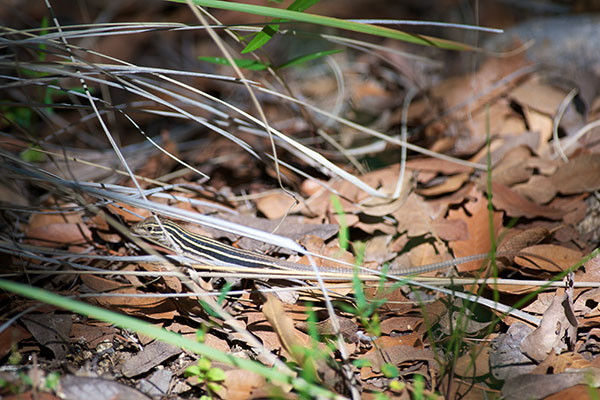 Sonoran Spotted Whiptail (Aspidoscelis sonorae)