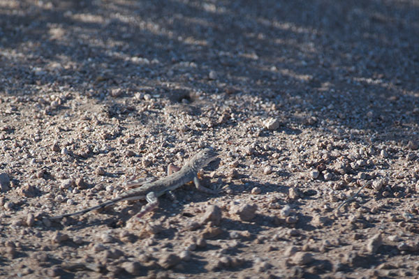 Western Zebra-tailed Lizard (Callisaurus draconoides rhodostictus)