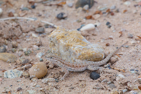 Western Side-blotched Lizard (Uta stansburiana elegans)