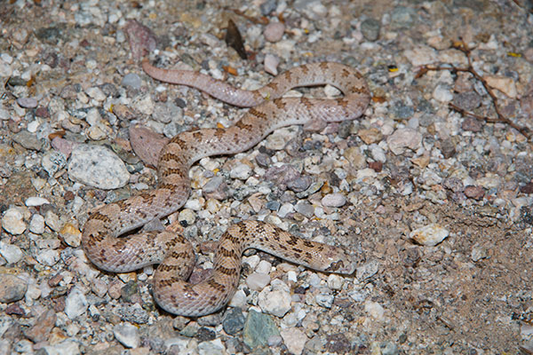 Spotted Leaf-nosed Snake (Phyllorhynchus decurtatus)