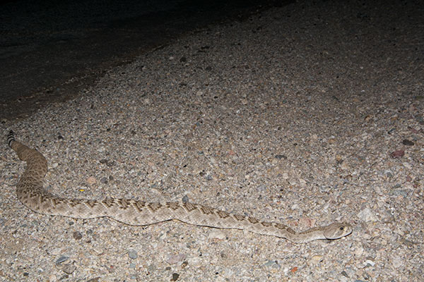 Western Diamond-backed Rattlesnake (Crotalus atrox)