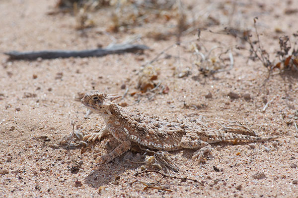 Goode’s Horned Lizard (Phrynosoma goodei)