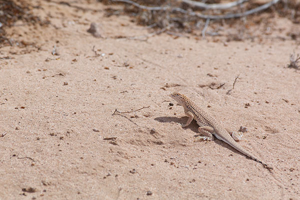 Mohawk Dunes Fringe-toed Lizard (Uma thurmanae)