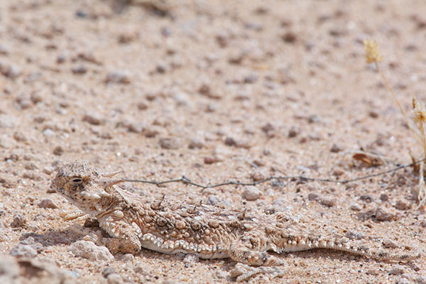 Goode’s Horned Lizard (Phrynosoma goodei)