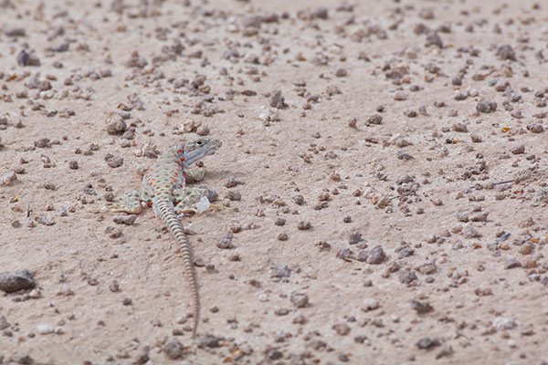 Long-nosed Leopard Lizard (Gambelia wislizenii)