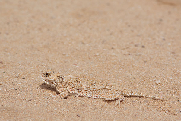 Goode’s Horned Lizard (Phrynosoma goodei)