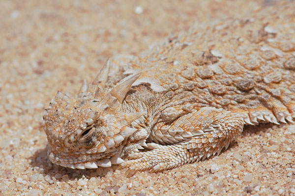 Goode’s Horned Lizard (Phrynosoma goodei)