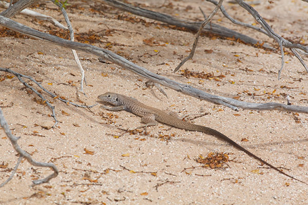 Sonoran Tiger Whiptail (Aspidoscelis tigris punctilinealis)