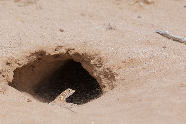 Mohawk Dunes Fringe-toed Lizard (Uma thurmanae)