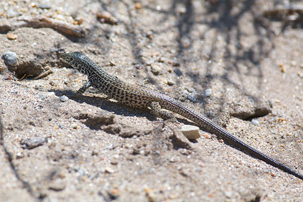 Great Basin Whiptail (Aspidoscelis tigris tigris)