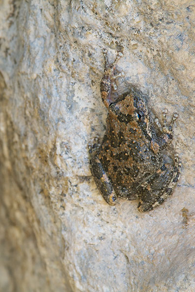 California Treefrog (Pseudacris cadaverina)