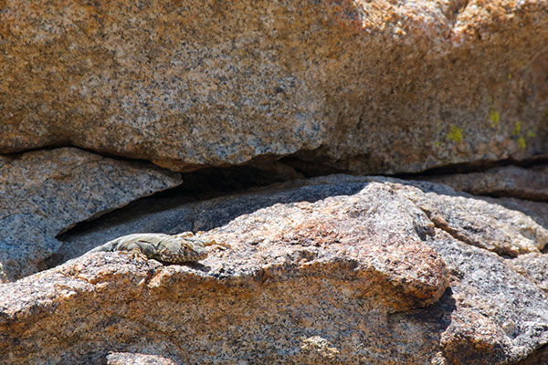 Mearns’s Rock Lizard (Petrosaurus mearnsi)