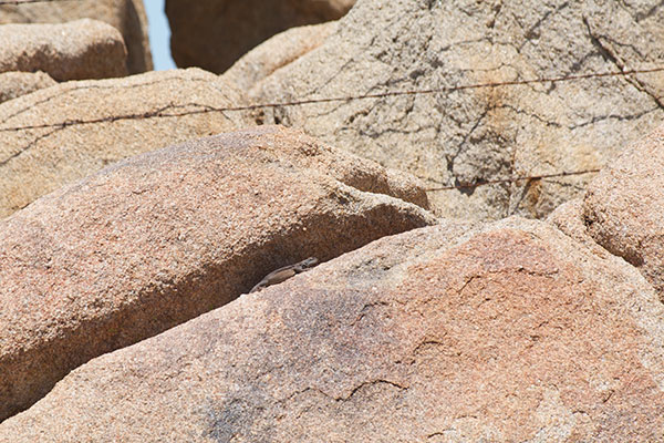 Common Chuckwalla (Sauromalus ater)