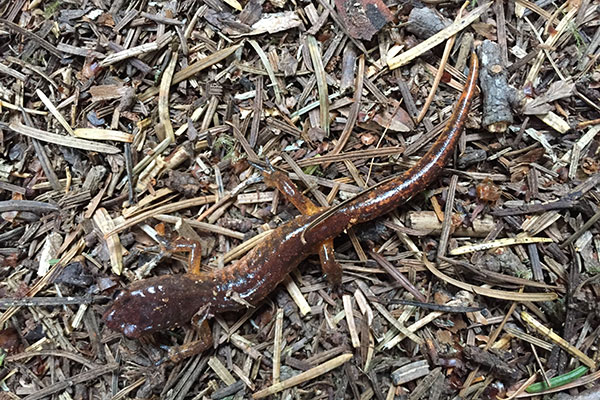 Oregon Ensatina (Ensatina eschscholtzii oregonensis)