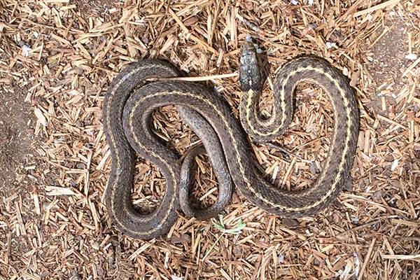 Wandering Gartersnake (Thamnophis elegans vagrans)