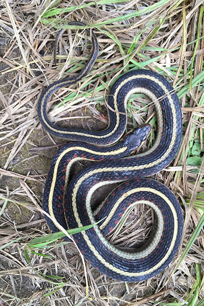 Valley Gartersnake (Thamnophis sirtalis fitchi)