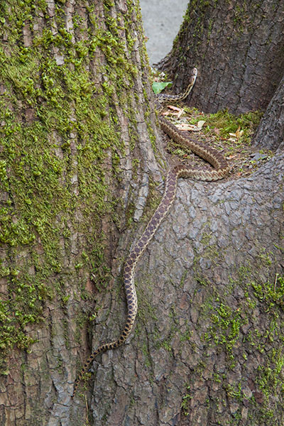 Pacific Gopher Snake (Pituophis catenifer catenifer)