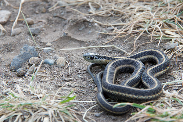 Northwestern Gartersnake (Thamnophis ordinoides)