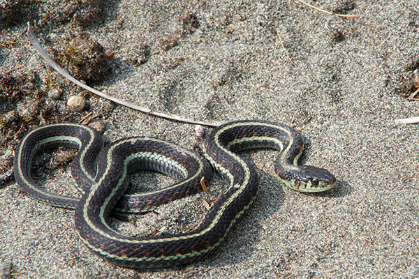 Puget Sound Gartersnake (Thamnophis sirtalis pickingerii)