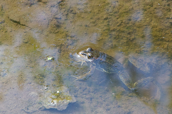 Columbia Spotted Frog (Rana luteiventris)