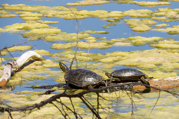 Western Painted Turtle (Chrysemys picta belli)