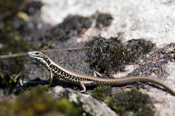 Eastern Water Skink (Eulamprus quoyii)