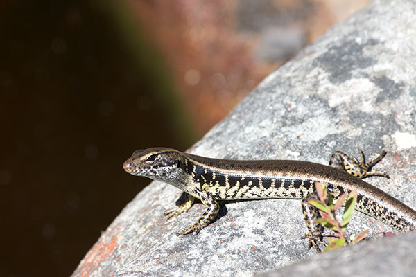 Eastern Water Skink (Eulamprus quoyii)