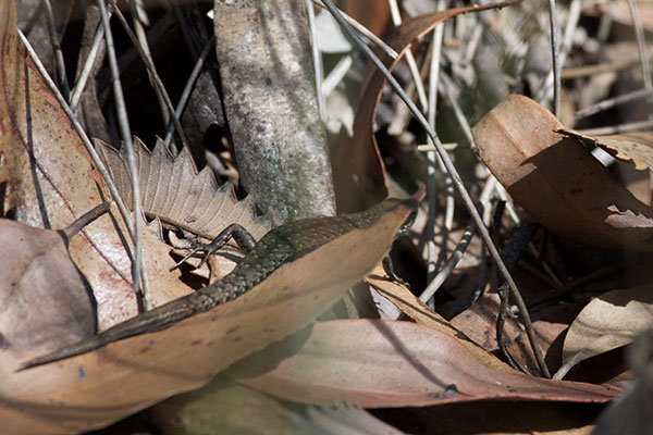 Grass Skink (Lampropholis guichenoti)