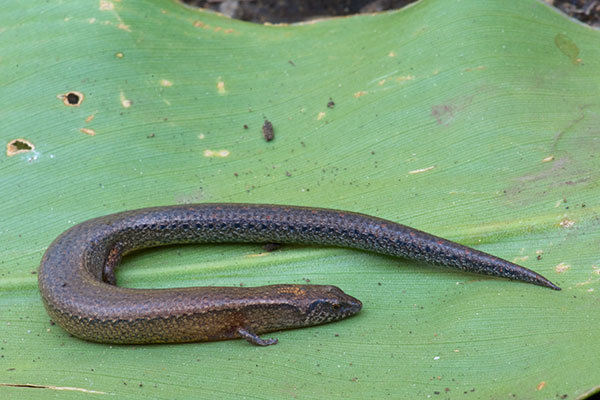 Highlands Forest-skink (Anepischetosia maccoyi)