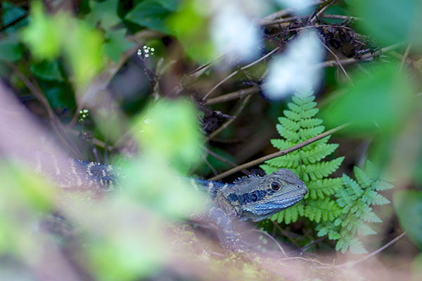 Eastern Water Dragon (Intellagama lesueurii lesueurii)