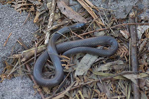 Eastern Small-eyed Snake (Cryptophis nigrescens)