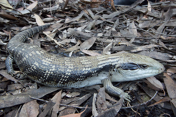 Eastern Blue-tongued Skink (Tiliqua scincoides scincoides)