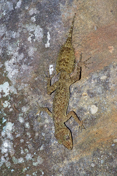 Broad-tailed Gecko (Phyllurus platurus)