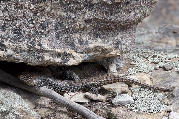 Cunningham’s Skink (Egernia cunninghami)