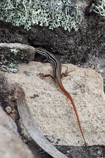 Copper-tailed Skink (Ctenotus taeniolatus)