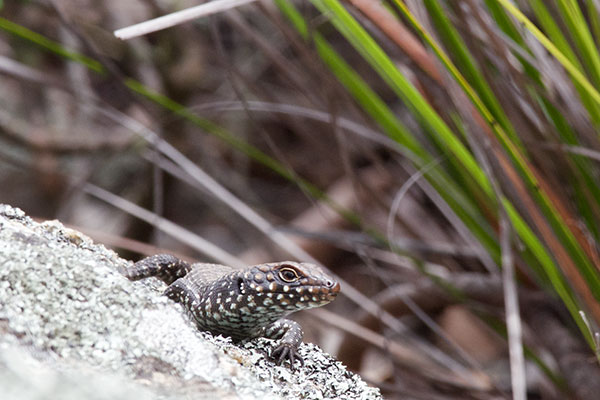 Cunningham’s Skink (Egernia cunninghami)