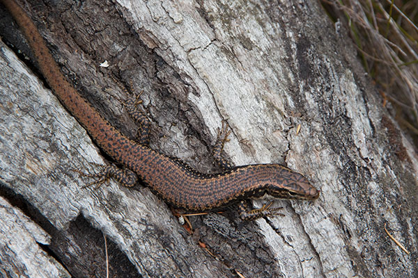 Yellow-bellied Water Skink (Eulamprus heatwolei)