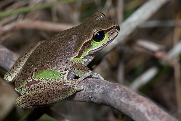 Blue Mountains Treefrog (Ranoidea citropa)