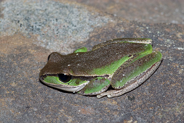 Blue Mountains Treefrog (Ranoidea citropa)