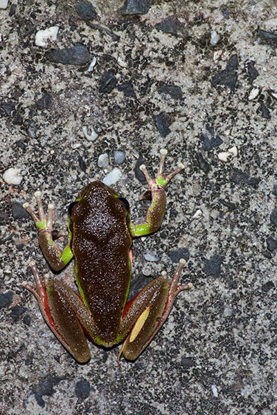 Blue Mountains Treefrog (Ranoidea citropa)