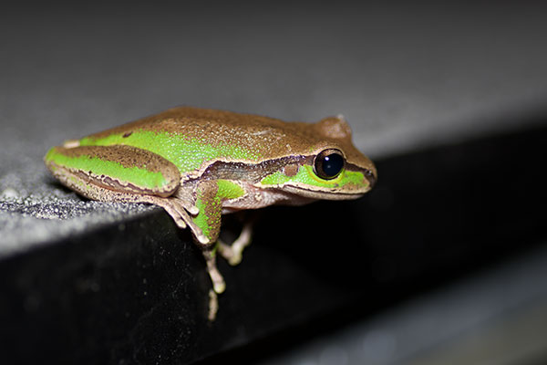 Blue Mountains Treefrog (Ranoidea citropa)