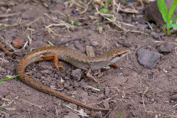 Pale-lipped Shade Skink (Saproscincus spectabilis)