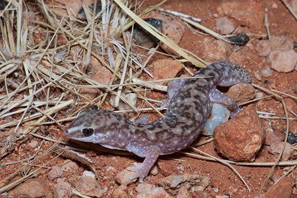 Variable Fat-tailed Gecko (Diplodactylus conspicillatus)