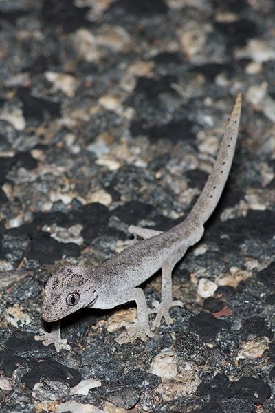 Northern Spiny-tailed Gecko (Strophurus ciliaris aberrans)