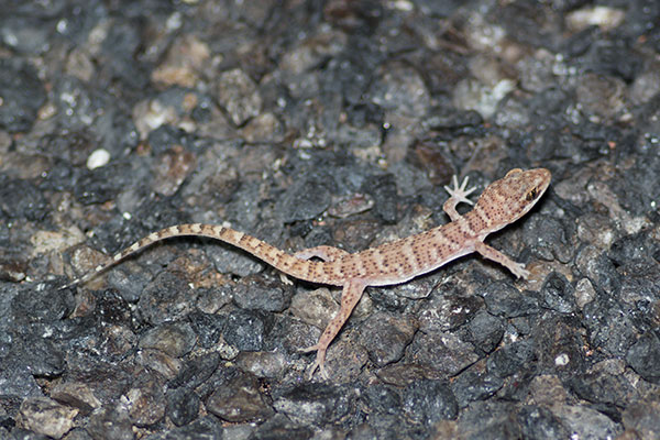 Bynoe’s Gecko (Heteronotia binoei)